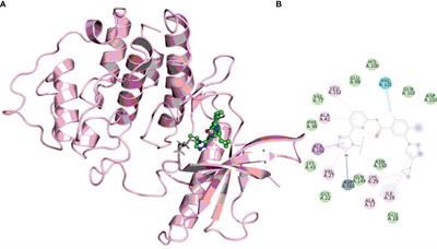 Investigating the Mechanism of Inhibition of Cyclin-Dependent Kinase 6 Inhibitory Potential by Selonsertib: Newer Insights Into Drug Repurposing